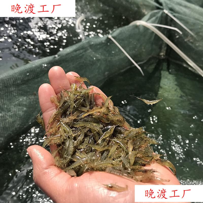 Ornamental Shrimp Wholesale Black Shell Shrimp Algae Eating Shrimp Freshwater Tank Cleaner Shrimp Aquarium Landscaping Tool Shrimp