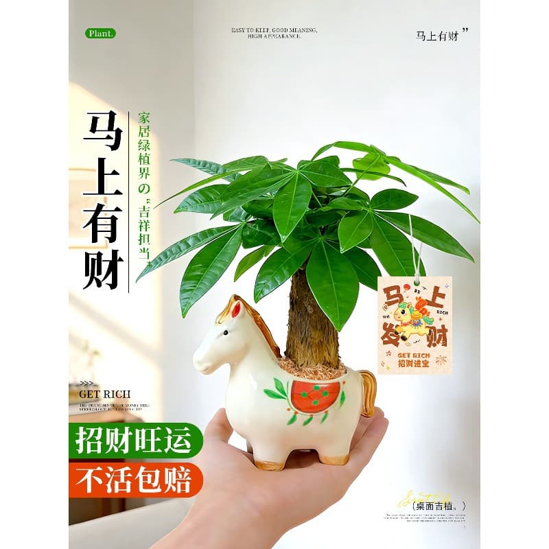 Money Tree Potted Plant Small Ornament Green Plant Bonsai High-End Premium Office Desktop Plant for All Seasons