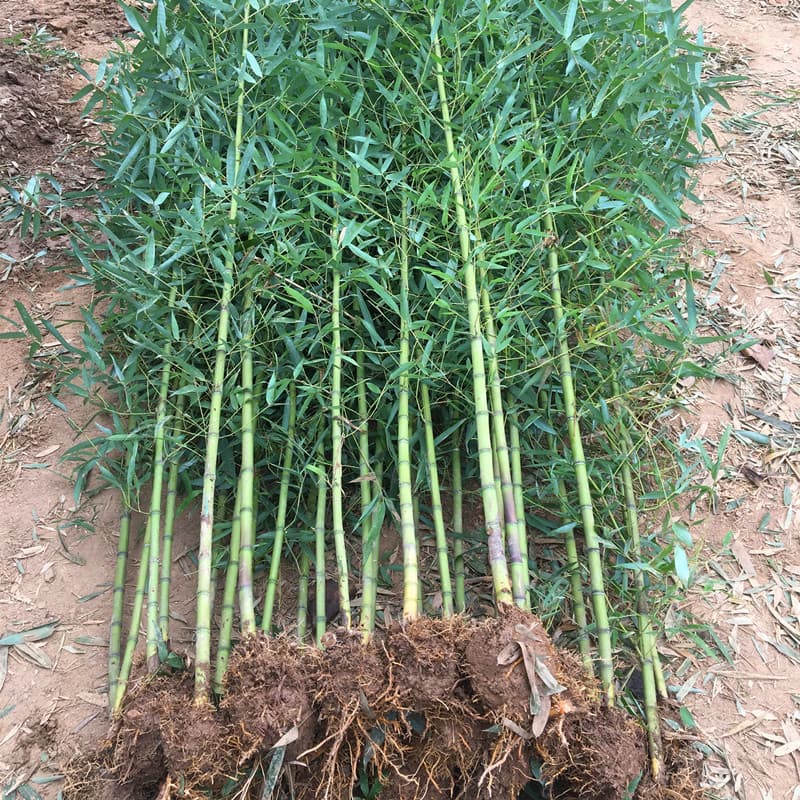 Courtyard plant bamboo seedlings, purple bamboo, golden jade bamboo, Buddha belly bamboo, cold-resistant for northern regions, evergreen year-round, large ground-planted green bamboo seedlings