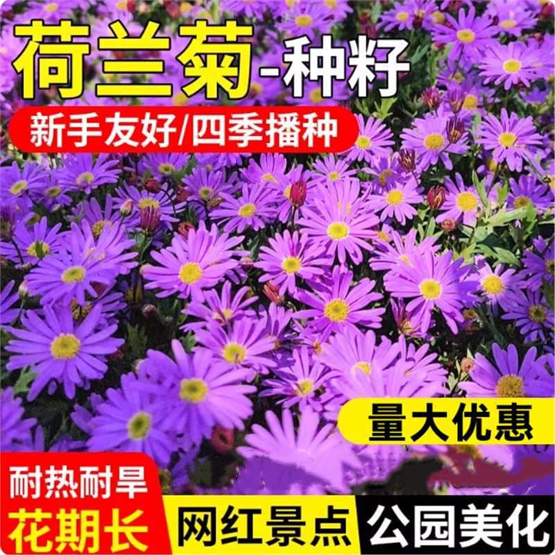 Dutch Aster Flower Seeds Cold and Drought Tolerant Perennial Balcony Potted Plant Easy to Grow Flower Seeds
