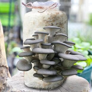 Mushroom Grow Kit Bag Oyster Mushroom Shiitake Mushroom Edible Fungus for Home Indoor Cultivation Factory Wholesale
