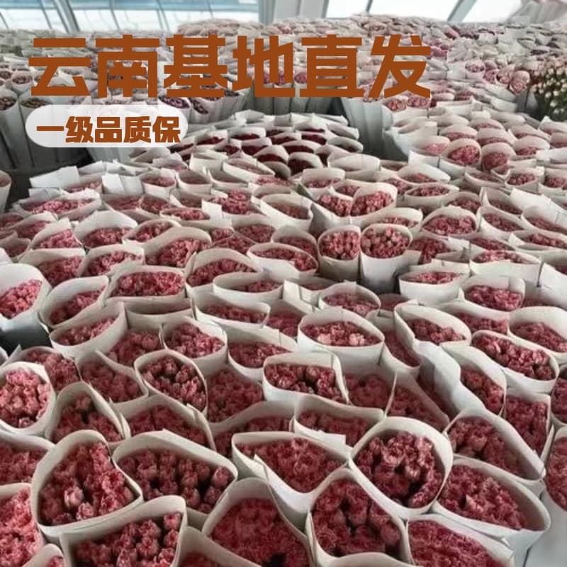 Carnation Fresh Flowers Direct from Yunnan Base, Fresh Cut Flowers, Real Flowers, Dried Flowers, Mother's Day Teacher's Day Bouquet, Home Use, Free Shipping