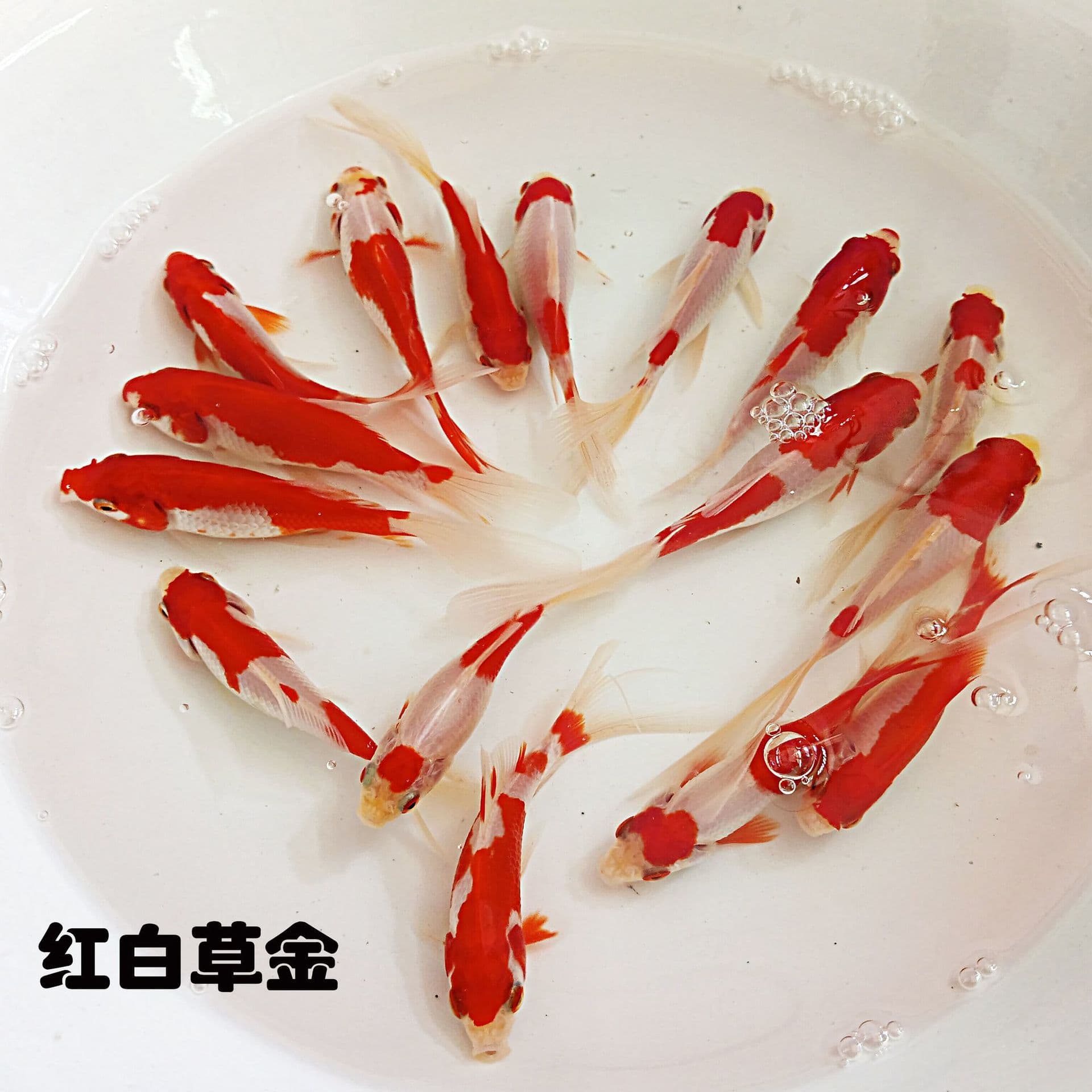 Red and White Grass Gold Easy to Keep Hardy Lazy Cold Water Fish Live Goldfish Koi Fortune Feng Shui Ornamental Fish Fry Wholesale