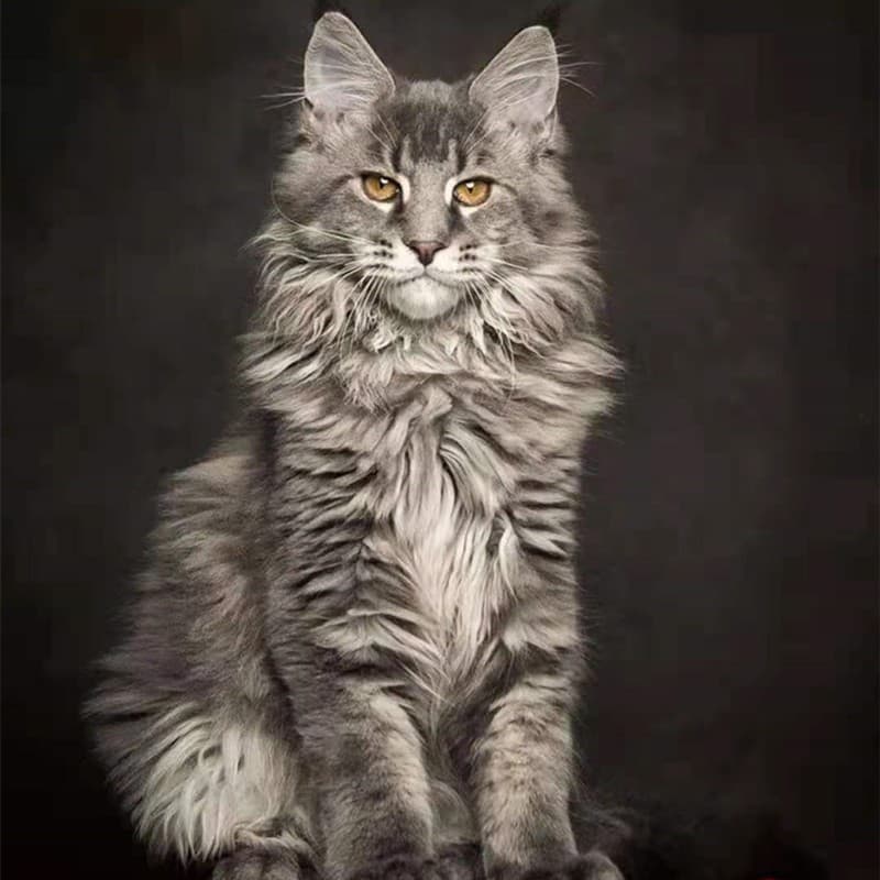 Maine Coon Kittens Purebred Coon Cats Silver Tabby Brown Tabby Smoke Gray Maine Coon Cats Longhair Cats Giant Cats Kittens Pet Cats