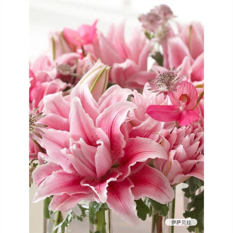 Hongyue Autumn Lily Bulbs Imported Single and Double Petal Lily Perfume Lily Seeds Large Four Seasons Potted Isabella