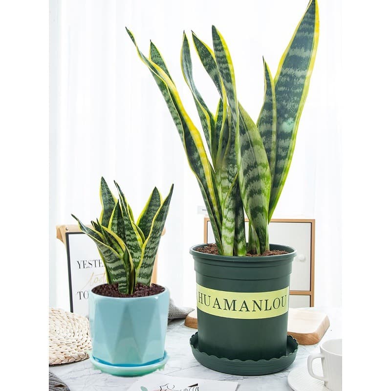 Golden-edged Sansevieria Office Living Room Easy-Care Plant Green Potted Tall Short Snake Plant Easy to Grow Flower