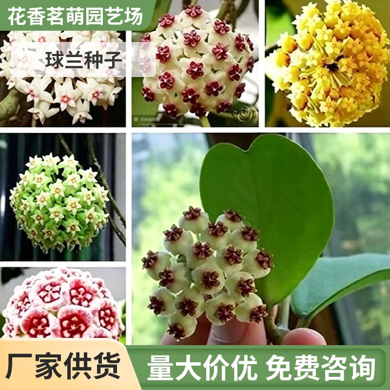 GK Hoya Seeds, Climbing Orchid Flower Seeds, Ball-shaped Hanging Basket Seeds, Evergreen Hanging Basket Gold Snowball Rock Wall