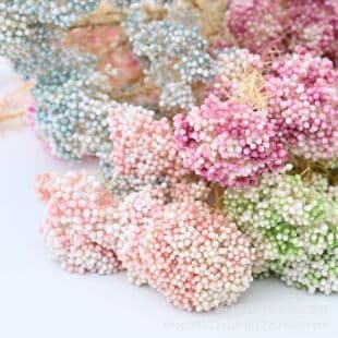 Gradient Bleached Rice Flower Yunnan Preserved Dried Flower DIY Bouquet Pressed Plant Specimen