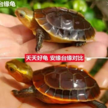 ll Yellow-margined turtle hatchling closed-shell turtle Wannan Anyuan platform margin continental margin fertilized egg