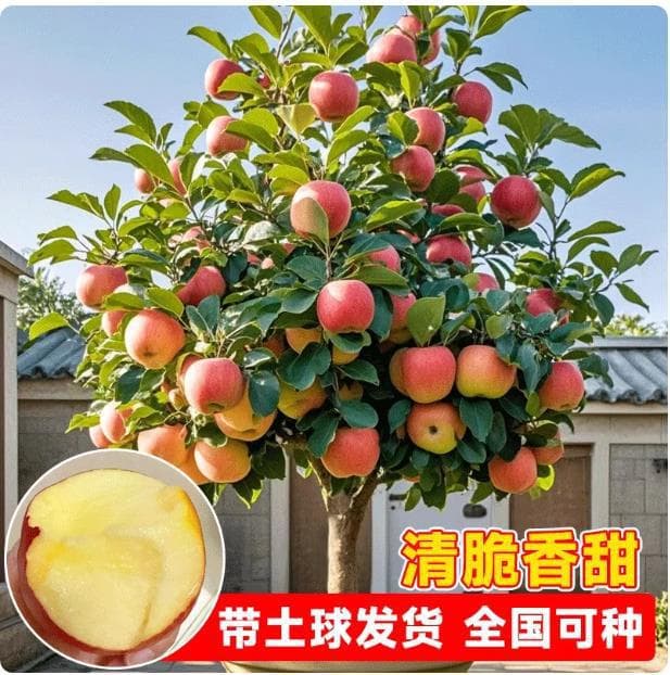 Dwarf Apple Tree Seedlings for Potted or Ground Planting, Large Variety Suitable for Southern and Northern Regions, Grafted Heart-Shaped Apple Seedlings for Same-Year Fruiting