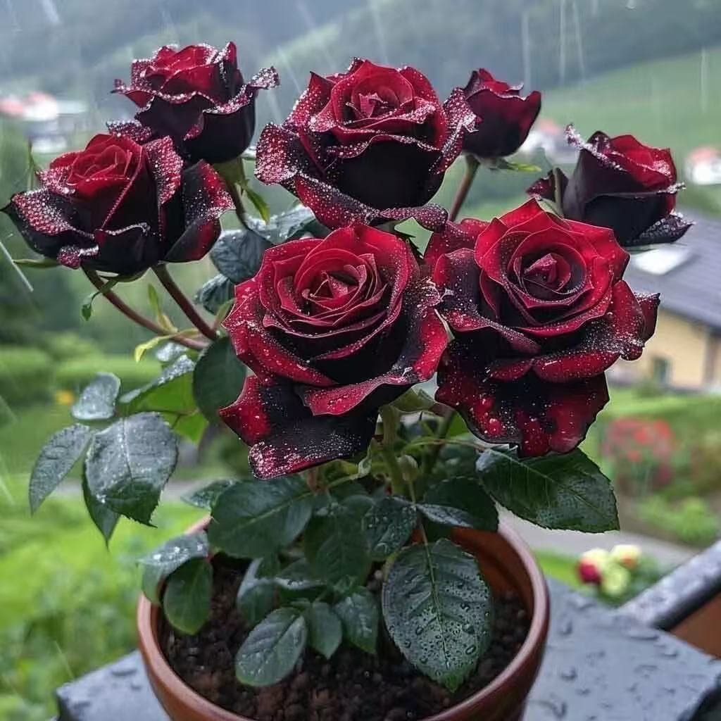 Rose Black Baccara Seeds, Easy to Grow in All Seasons, Indoor/Outdoor Balcony, Louis XIV Black Rose Seeds