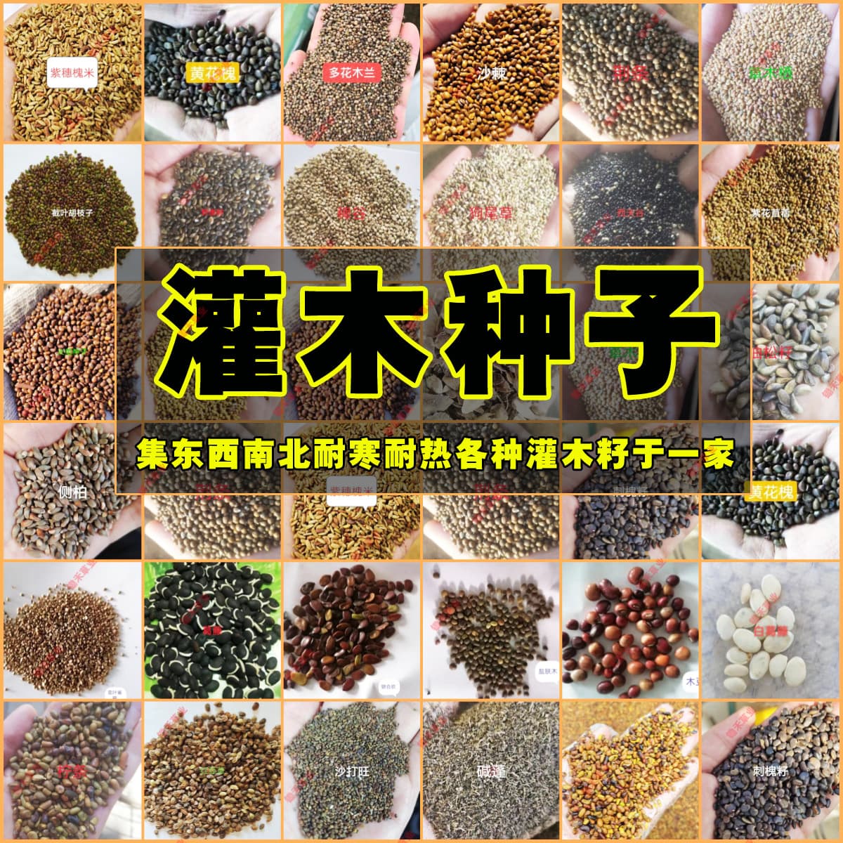 Shrub Seeds, Purple-Spike Locust, Shada Wang Grass Shrub Mix, Locust, Hu Zhizi, Silver Acacia, Kudzu, Multi-Flowered Magnolia, Vitex