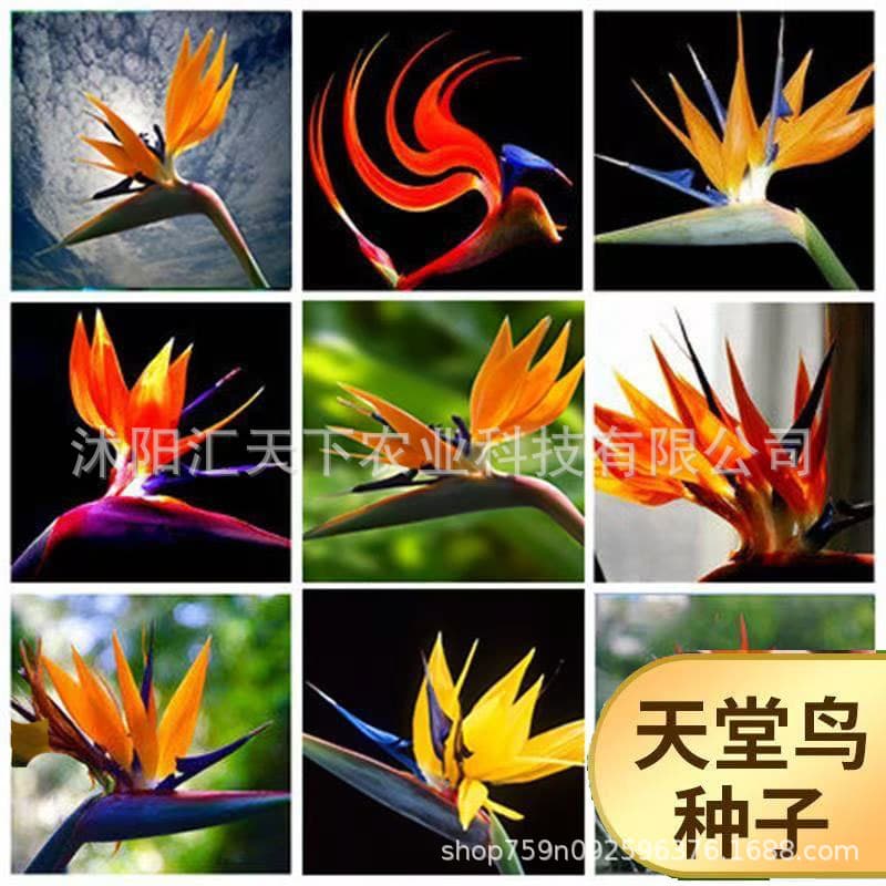Cross-Border E-Commerce Flower Plant Seeds, Strelitzia Reginae Seedlings, Potted Strelitzia Reginae Seeds, Indoor and Outdoor Plants That Bloom All Year Round
