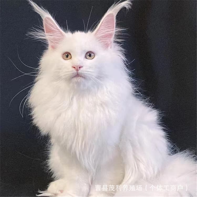 White Maine Coon kitten live, blue bicolor Ragdoll kitten live, purebred 11-color golden shaded kitten wholesale