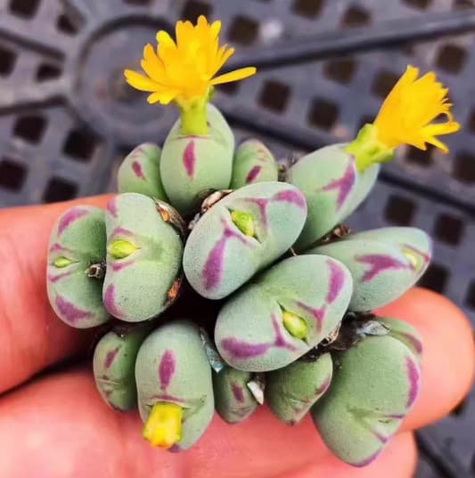 Lithops clumps, 12-25 heads, fleshy cone, Lithops, factory direct sales, large quantities at preferential prices.