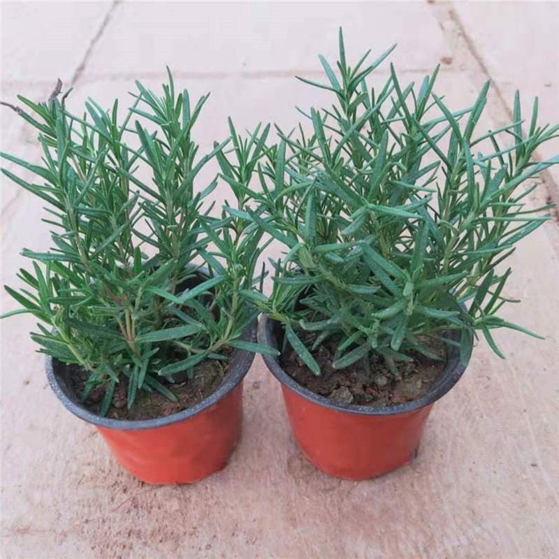 Rosemary Herb Plant Potted Rosemary Plant Steak Seasoning Cake Decoration Aromatic Edible