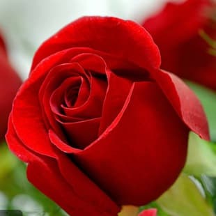 Red Rose Seedlings, Potted Old Stump Corolla, Balcony Courtyard Extra Large Flowers, Strong Fragrance, Blooming in Four Seasons, with Flowers