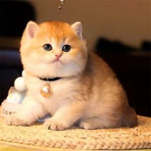 Pet Cat Purebred Golden Chinchilla Kitten Live Short Leg Longhair Golden Chinchilla Silver Chinchilla Kitten