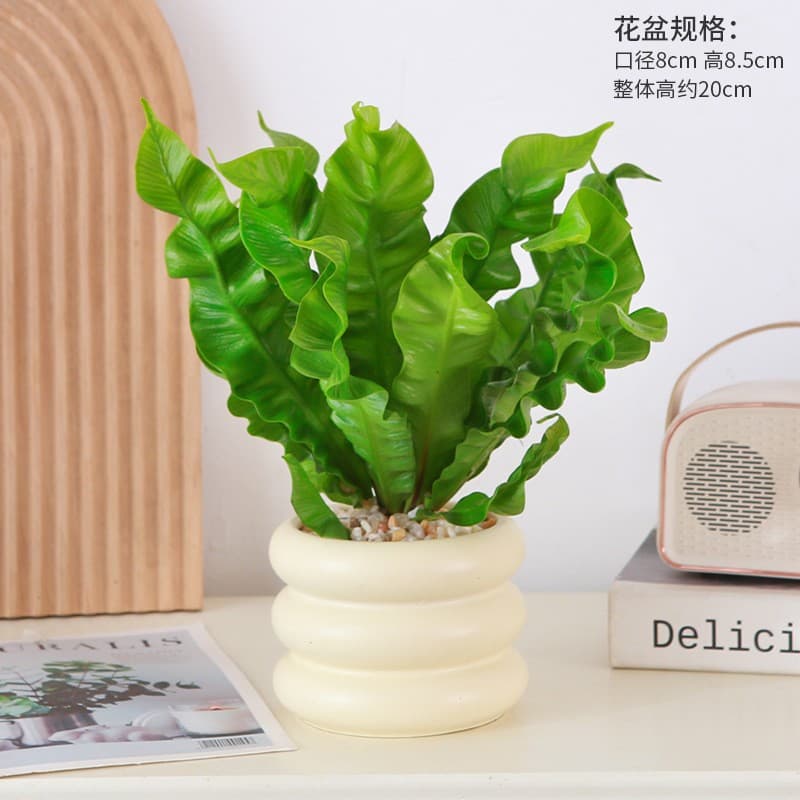 Flame bird's nest fern potted four-season evergreen foliage small green plant office desktop easy to grow flowers green plants indoor