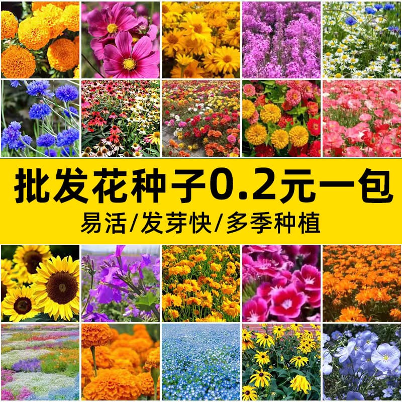 Small Potted Flower Seeds Dwarf Sunflower Morning Glory Balsam Marigold Wholesale Manufacturer Packaged Small Bags in Stock