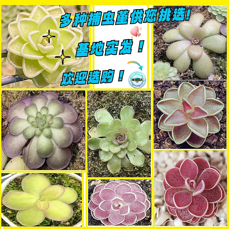 Wholesale Succulent Plants Small Succulent Flower Combination Potted Succulents Insectivorous Plants Various Pinguicula Green Plants