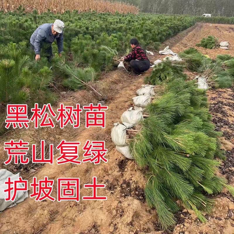 Black Pine Seedlings White Bud Black Pine Base Direct Sales Evergreen Black Pine Bonsai Tree Seedlings Cold and Drought Tolerant Barren Mountain Greening
