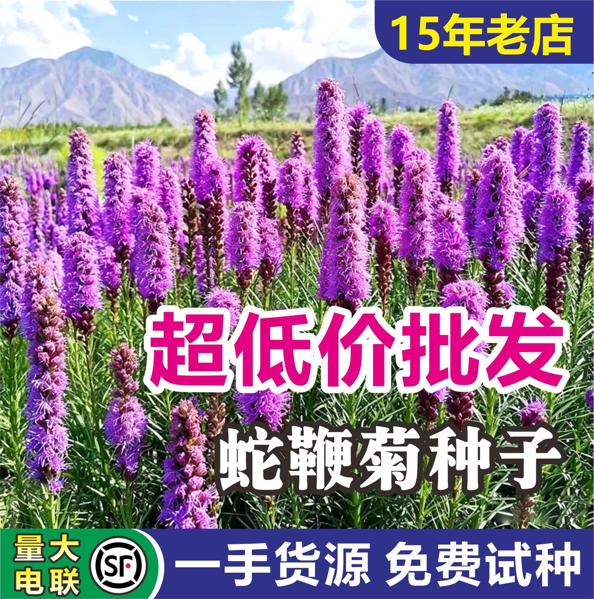 Liatris Seeds Wholesale, Gayfeather Cat Tail Flower Perennial Root Herb Flower Seeds Cold-Tolerant Landscape Flower Border Cut Flower Path