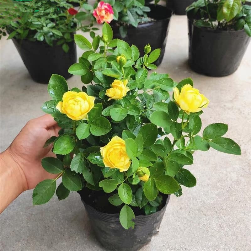 Canary Rose Flower Seedlings for Balcony and Garden Pot Planting, Bloom Continuously Throughout the Year, Machine-Grown Yellow Flowers That Bloom All Season