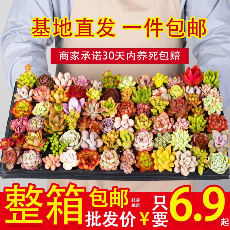 Succulent Wholesale Potted Succulents with Pots Wholesale Succulent Full Box