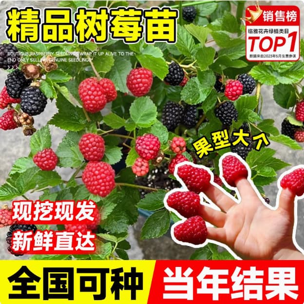 Double-season raspberry seedlings, yellow, black, and red raspberry seedlings, suitable for both northern and southern regions, potted and ground planting, fruit tree seedlings
