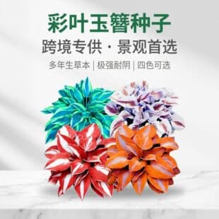 Coleus Seeds Potted Coleus Seeds Coleus Seeds Balcony Potted Flower Seeds