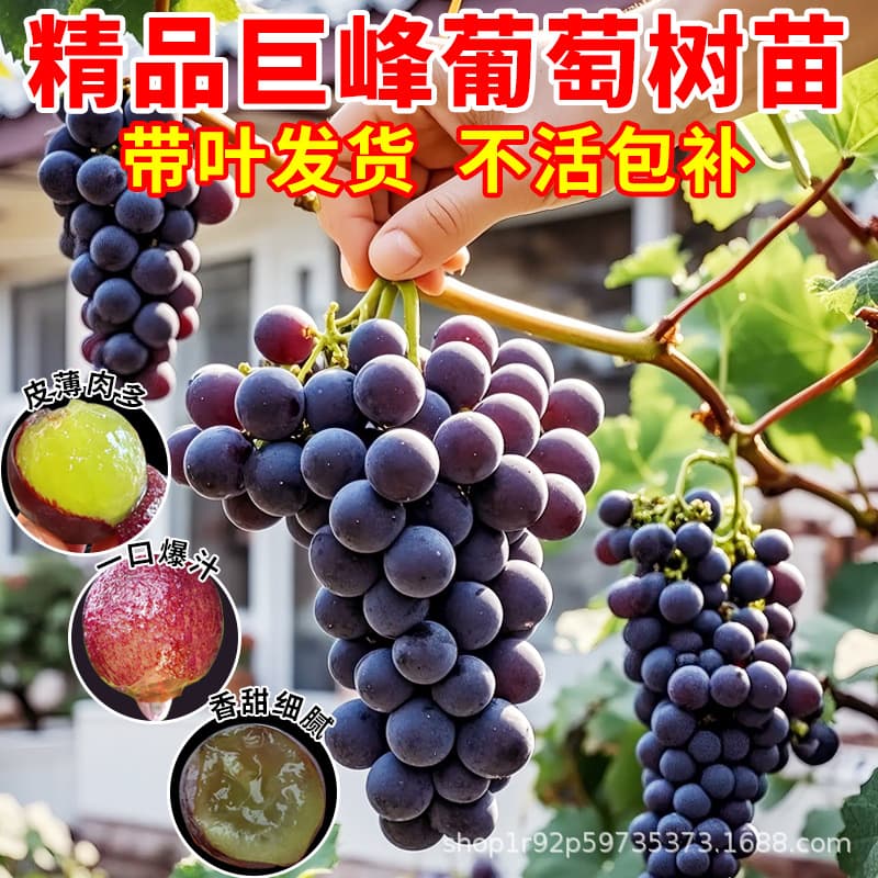 Grape saplings, giant peaks, big fruit saplings, sunshine roses with soil and leaves, sapphire ground-planted fruit trees and fruit saplings