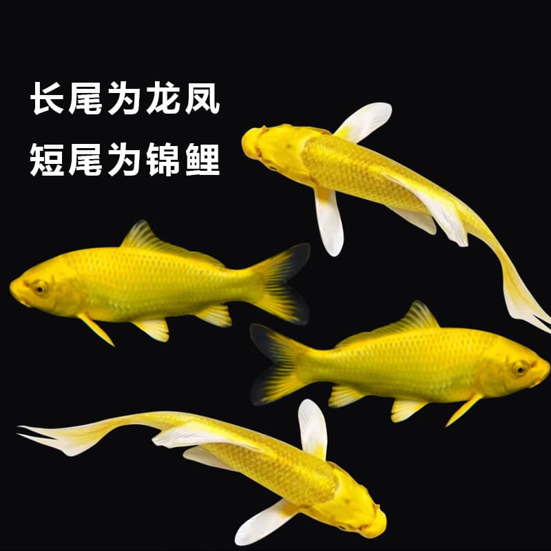 Gold Koi Carp Dragon Phoenix Ornamental Fish Cold Water Live Fish Gold Koi Carp Live Freshwater Aquarium Fish