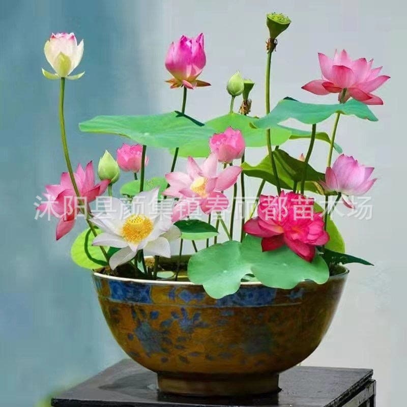 Cross-border dropshipping: US warehouse, East-West warehouse, year-round blooming, hydroponic water lily, lotus seeds, seeds, bowl lotus seeds