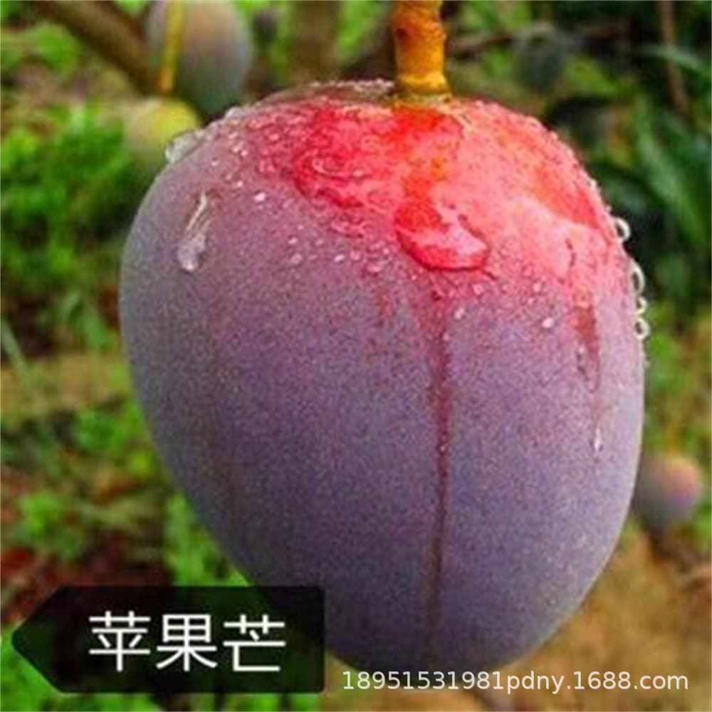 Sichuan Panzhihua Kate Mango Seedling, Authentic Grafted Mango Tree, Giant Mango Tree Seedling for Pot or Ground Planting