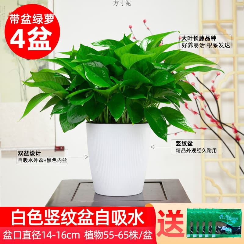 Pothos Potted Indoor Living Room, Hydroponic Plant Removal, Green Plants Flowers, Office Devil's Ivy Wholesale, Single Item Bulk Supply