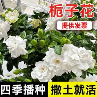 Gardenia Seeds Four-Season Sowing Flowering Plants Easy to Grow Potted Indoor Outdoor Flower Seeds