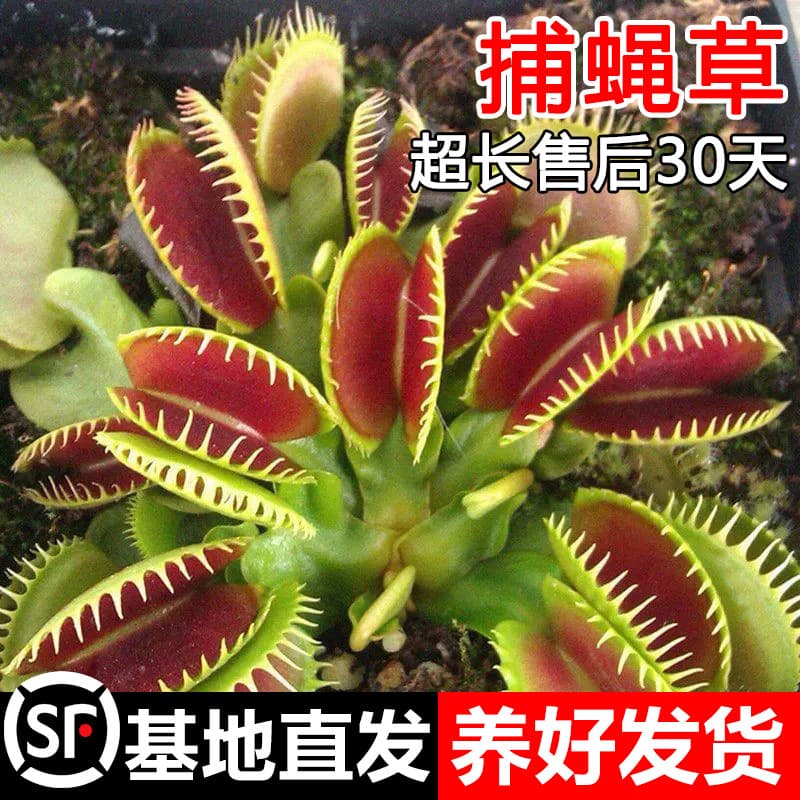 Venus Flytrap Pitcher Plant Carnivorous Plant Mosquito Repellent Plant Large Bug-Eating Plant Fun Potted Plant