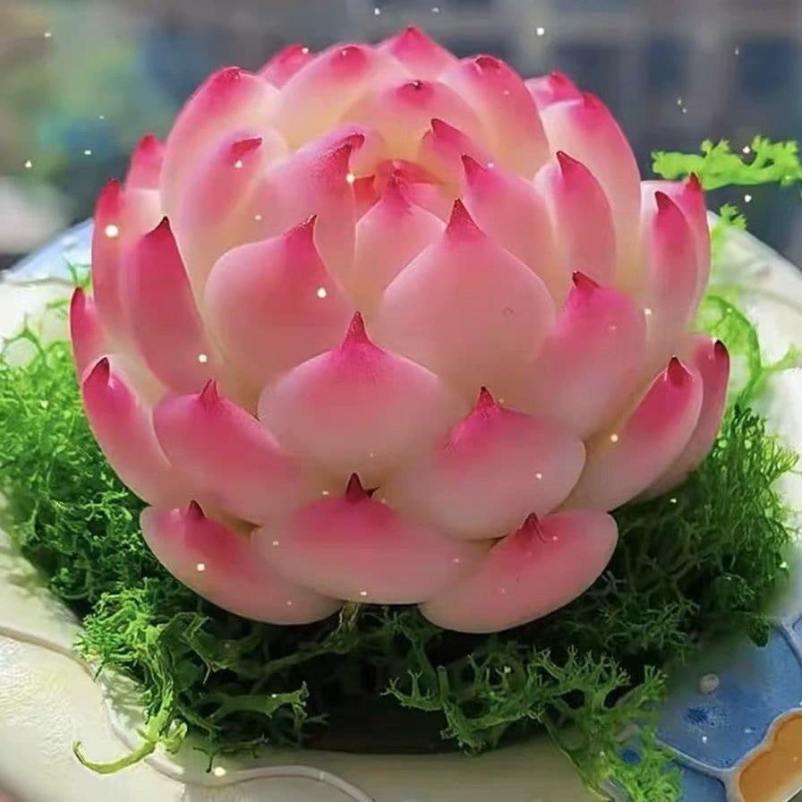 French rose succulents, large 9cm combination expensive potted plants for desks, desks and balconies, radiation-proof and easy to maintain