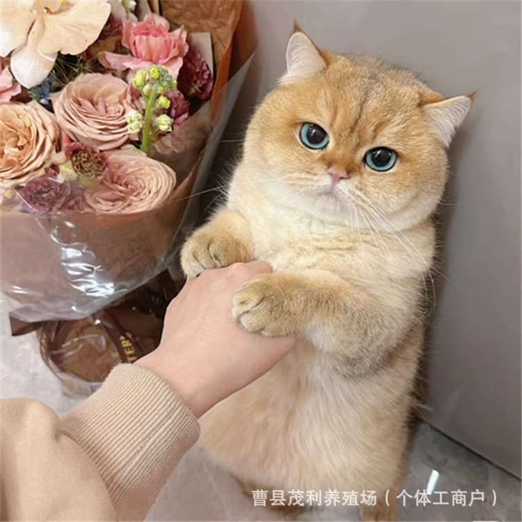 Purebred Golden Gradient Cat Kitten, Devon Rex Live, Blue Golden Short-Legged Kitten for Sale, Pet Cat Blue Golden Gradient