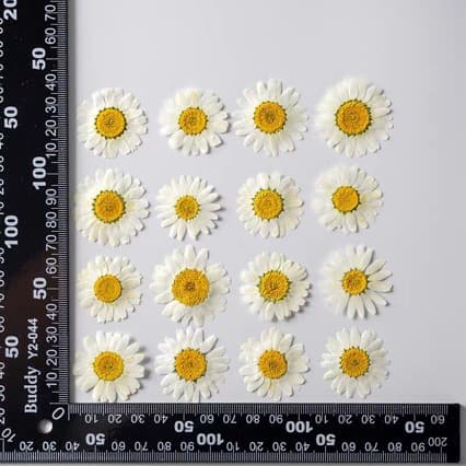 Crystal Chrysanthemum Pressed Flower Bulk Pack for Epoxy Resin, Daisy Phone Case Flowers Wholesale