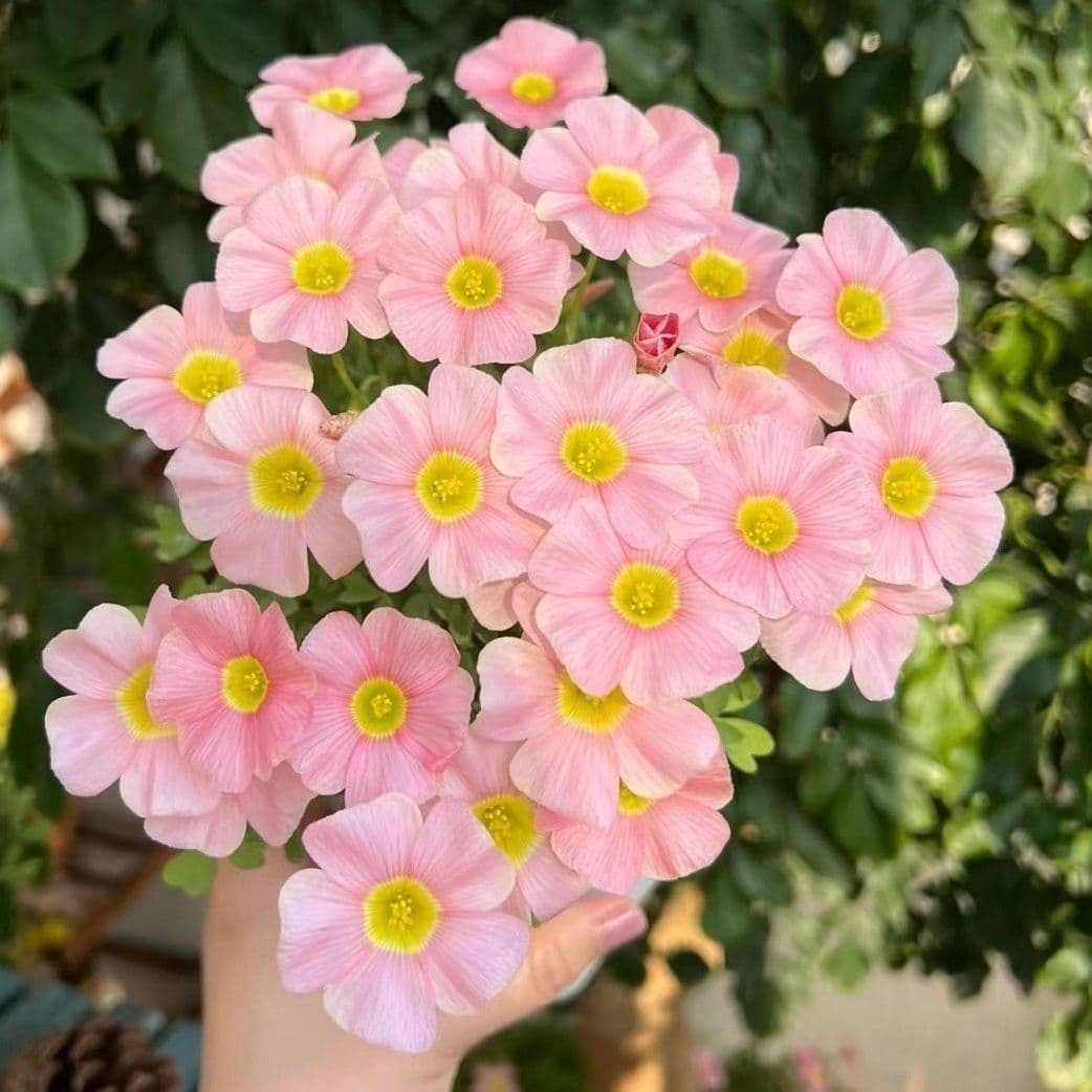 Ob Series of Impatiens Seeds, Perennial Indoor and Outdoor Florals, Easy to Grow and Live, Ornamental Plants, Impatiens
