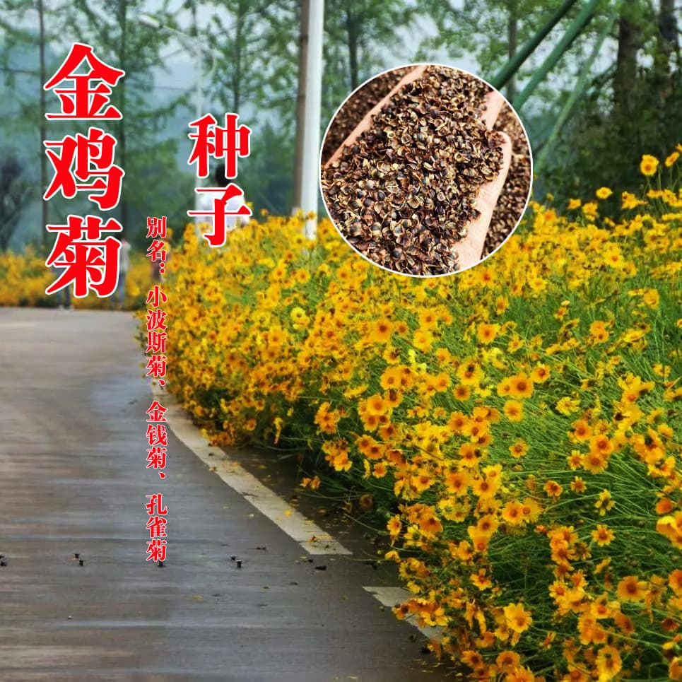 Wholesale Coreopsis Seeds Flower Seeds Coreopsis Flower Seeds Coreopsis Seeds Perennial Flower Seeds Chrysanthemum Seeds