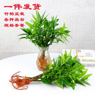 New Hydroponic Favorite Mosquito Repellent Bamboo Lucky Bamboo Water Plant Indoor Living Room Desktop Green Potted Plant Flower Evergreen