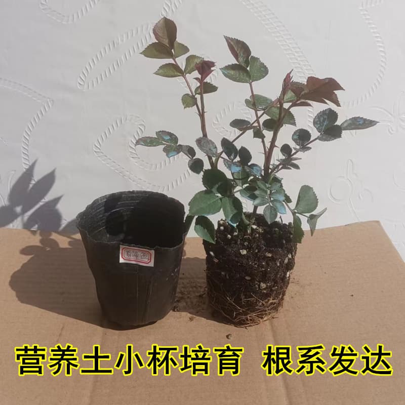 Rose seedling cuttings, blooming in all seasons, red fruit juice balcony, with flower buds, climbing rose, shrub plant