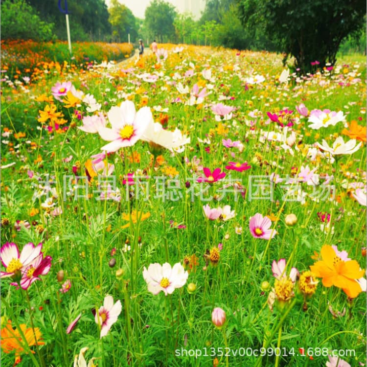Four-Season Wildflower Mix Seeds, Perennial Flower Seeds, Blooming Seeds for Garden Greening