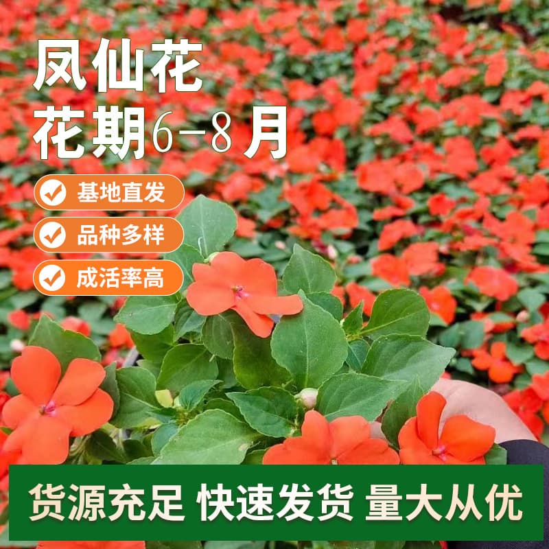 Balsam Wholesale - Qingzhou Impatiens Seedlings, Potted Seeds, Perennial Flowers for Landscape Projects