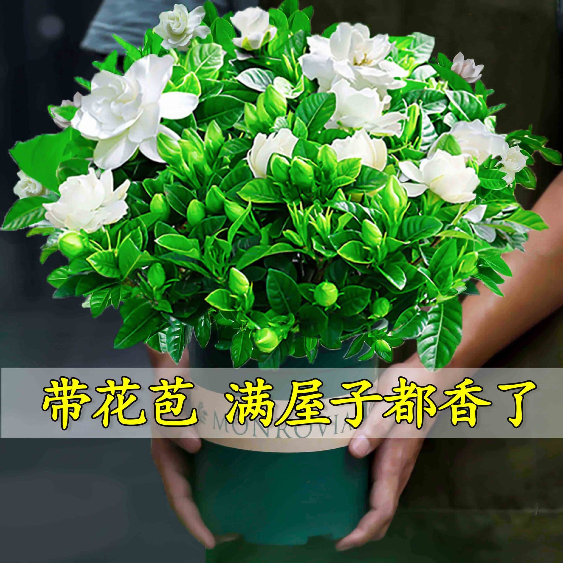 Gardenia Potted Plant, Indoor Flower with Buds, Balcony Hydroponic Greenery, Fragrant Large Tree, Easy Care Four Seasons