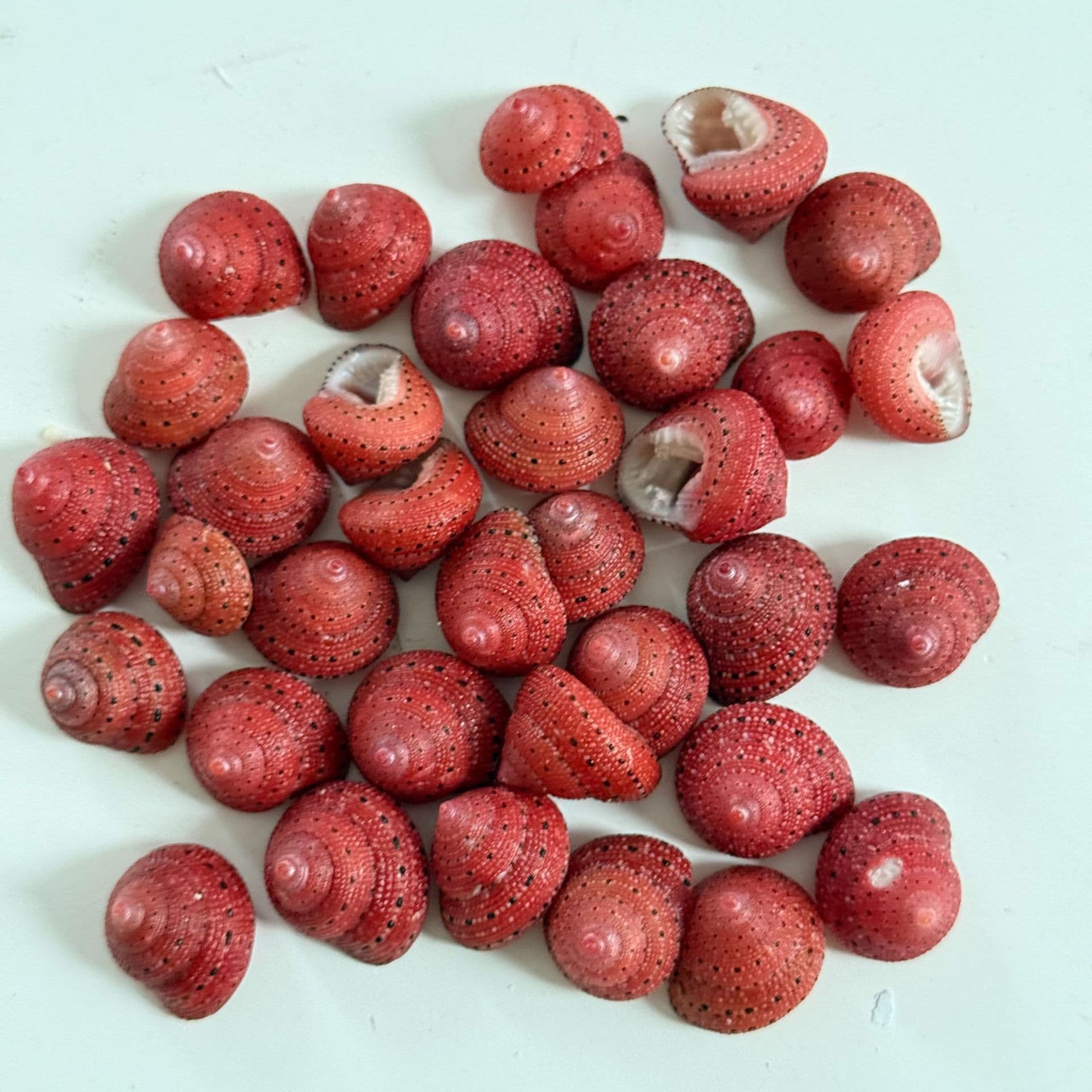 Strawberry Conch Wholesale Sea Snail Shell Rare Collection Specimen DIY Decorative Hermit Crab Replacement Shell