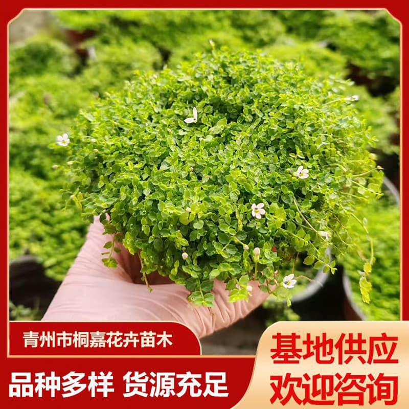 Qingzhou Flower New West* Lobelia seedlings Lawn greening project seedlings*Lobelia square plate cup seedlings
